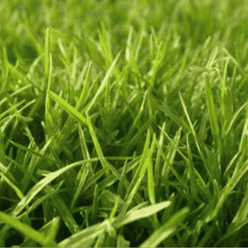 Grass